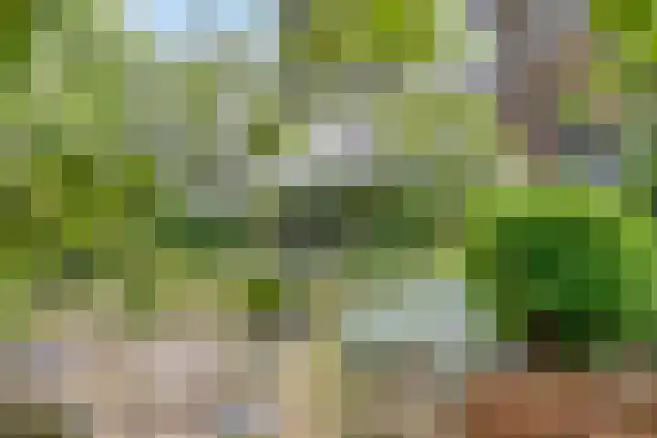 Duinweg 24 Huisduinen thumbnail 57