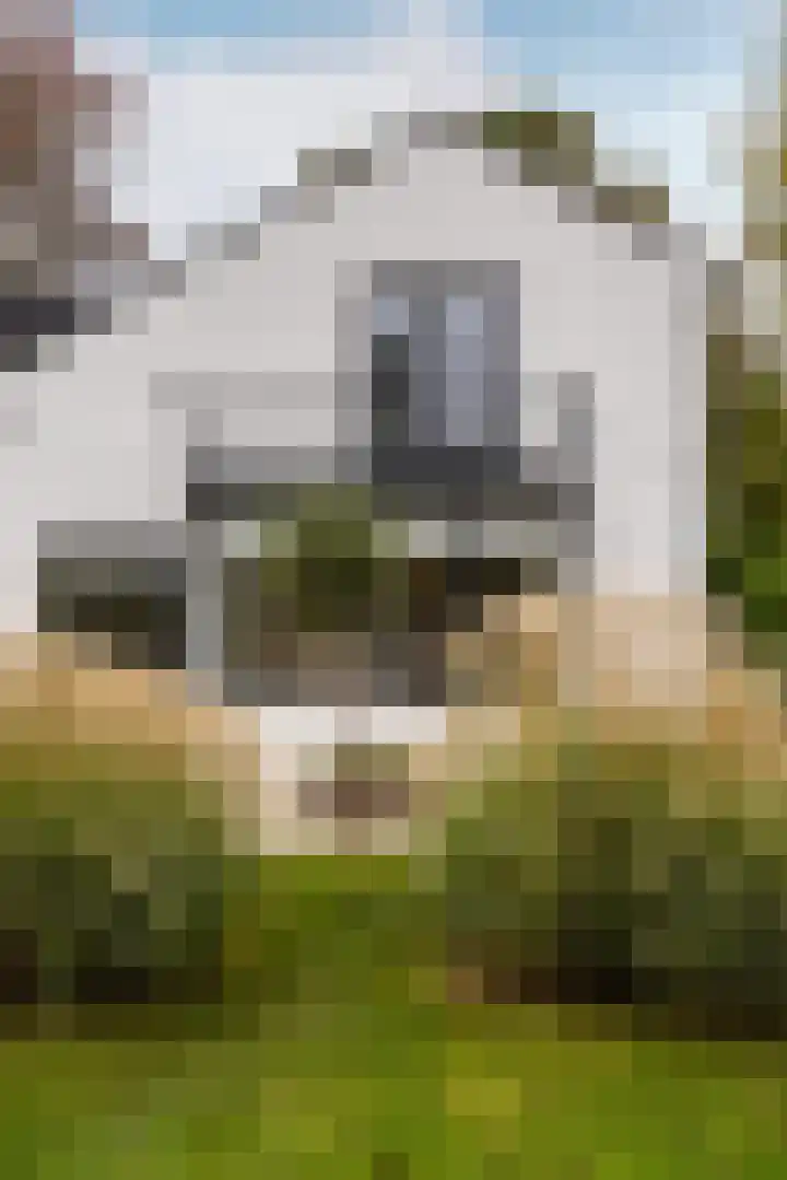 Duinwindelaan 1 Bentveld thumbnail 72
