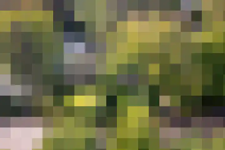 Duinwindelaan 3 Bentveld thumbnail 59