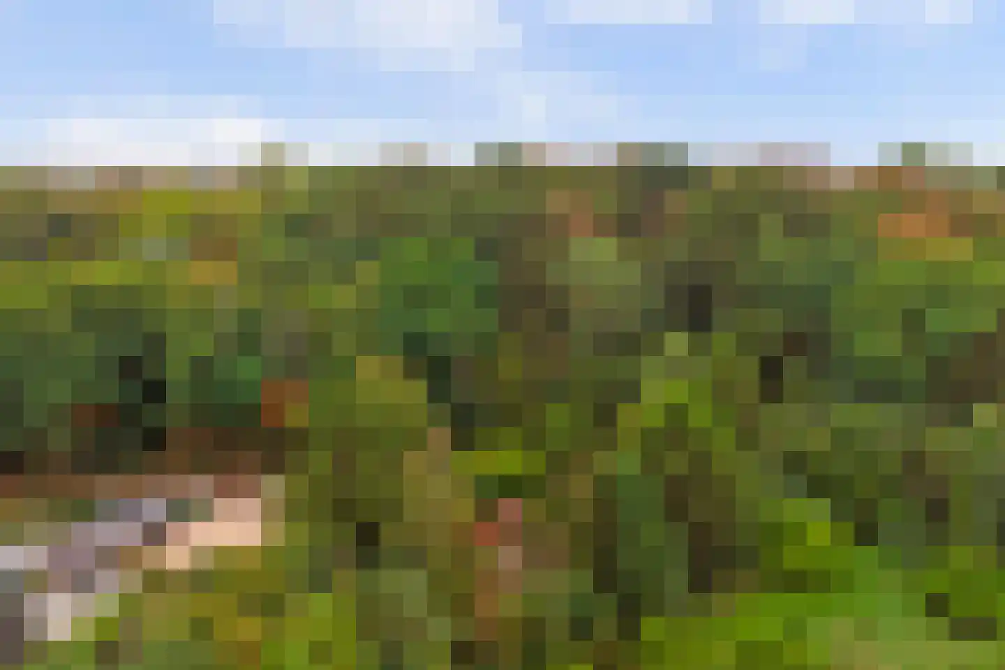 Duinzoom 36 a Rockanje thumbnail 49