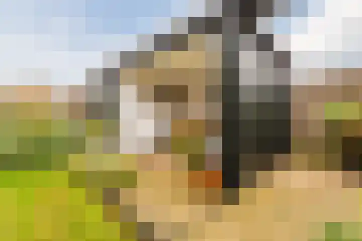 Duiveland 27 Emmeloord thumbnail 36