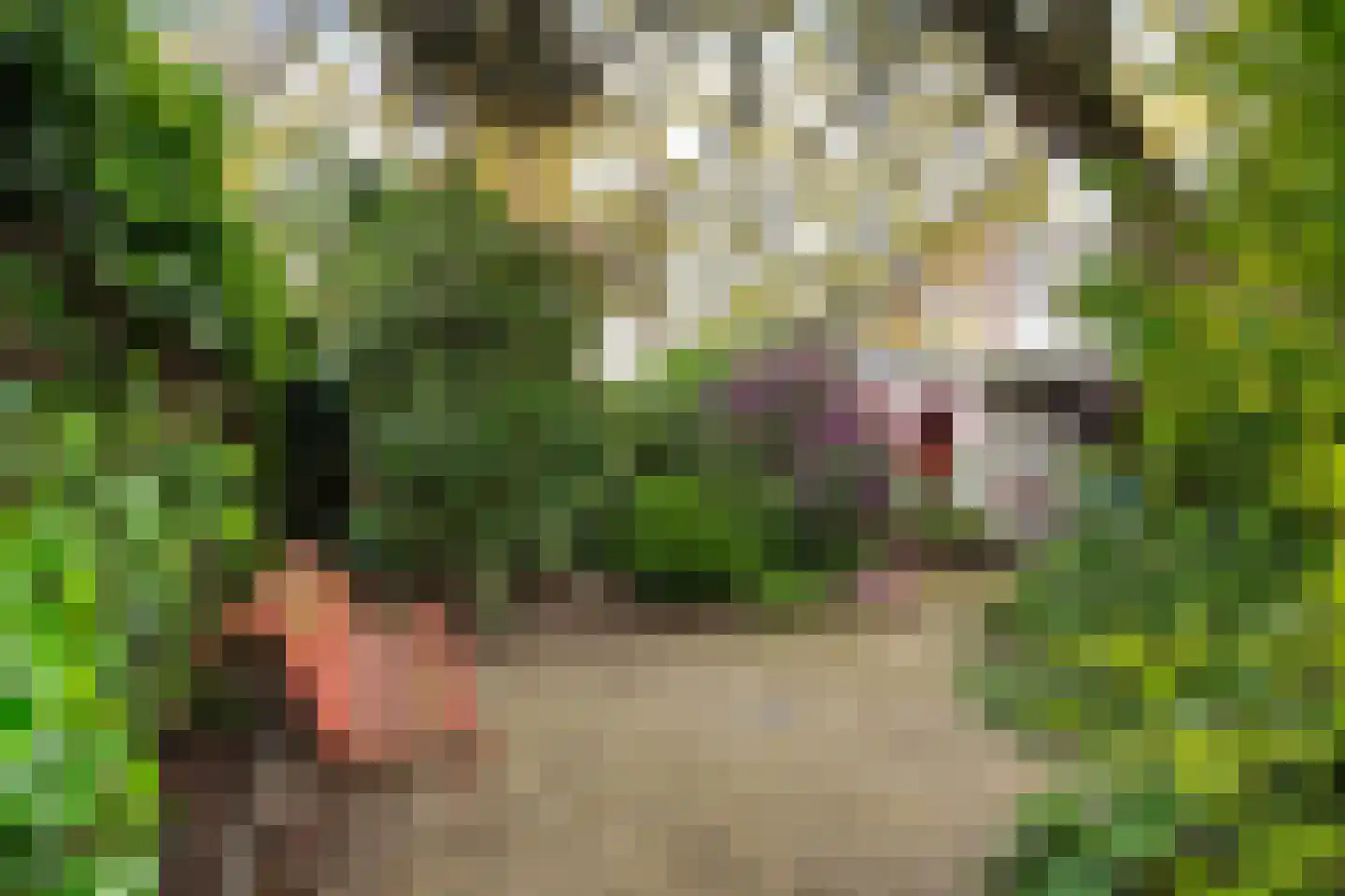 Duivelmolen 7 Oss thumbnail 4