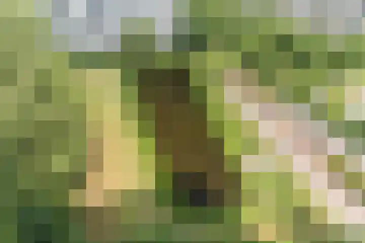 Duivelsberg 9 Veldhoven thumbnail 25