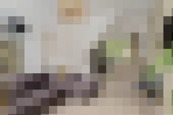 Duivelsbruglaan 20 Breda thumbnail 8