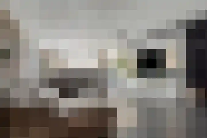 Duivenkamp 56 Maarssen thumbnail 14