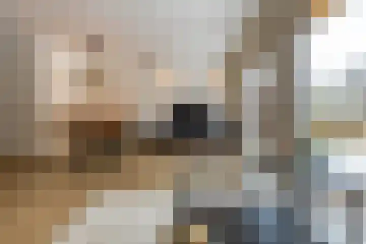 Duivenslag 27 Delfzijl thumbnail 22