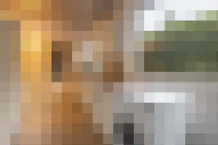 Duivenstraat 2 Oss thumbnail 12