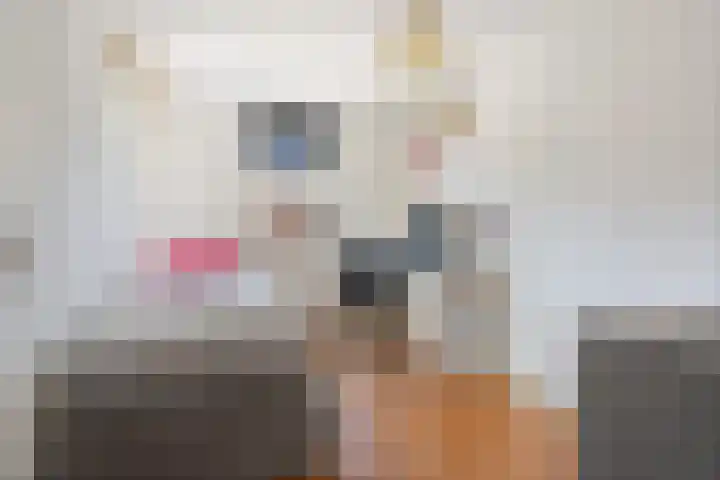 Duiventoren 88 Oudenbosch thumbnail 23