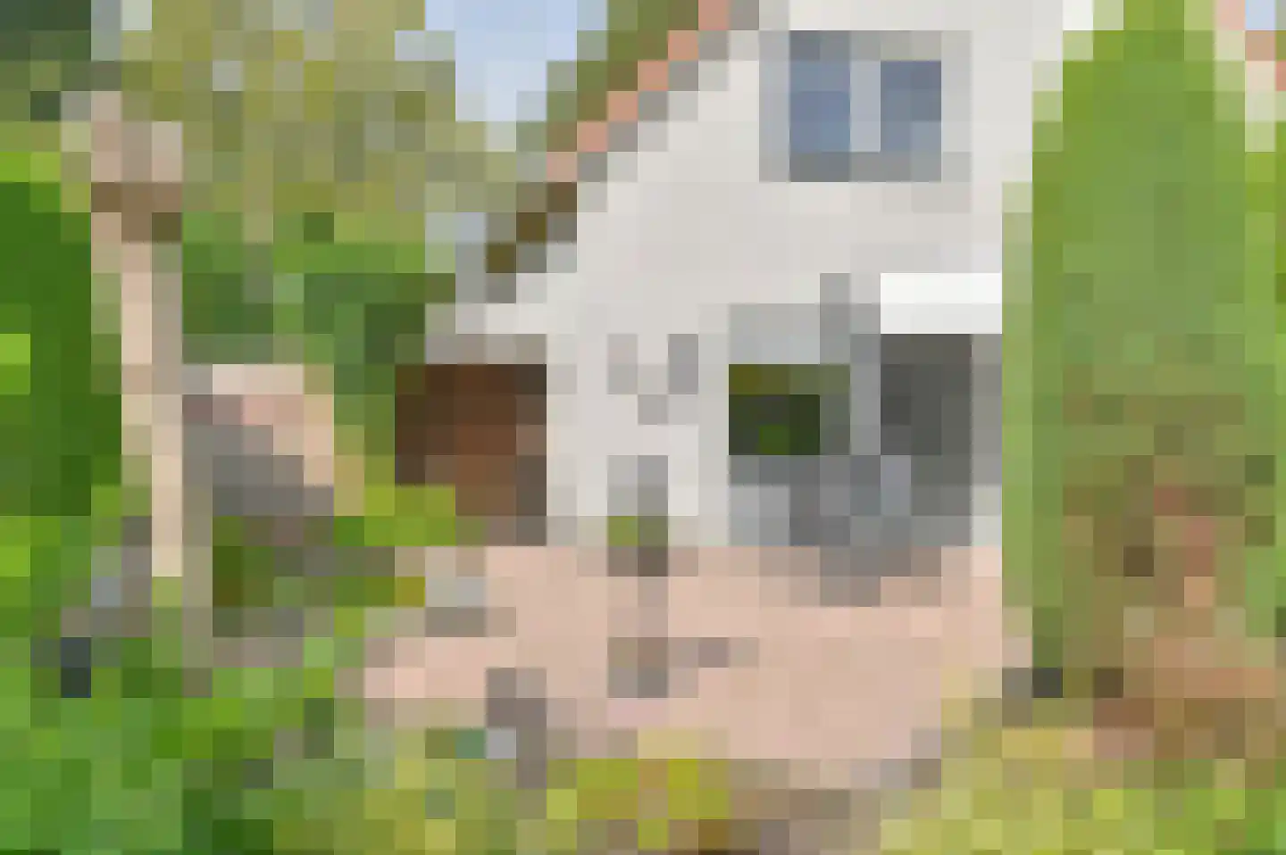 Duivenveld 33 Emmen thumbnail 66