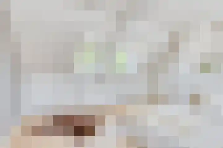 Duivenwaardsedijk 7 Nieuwe-Tonge thumbnail 17