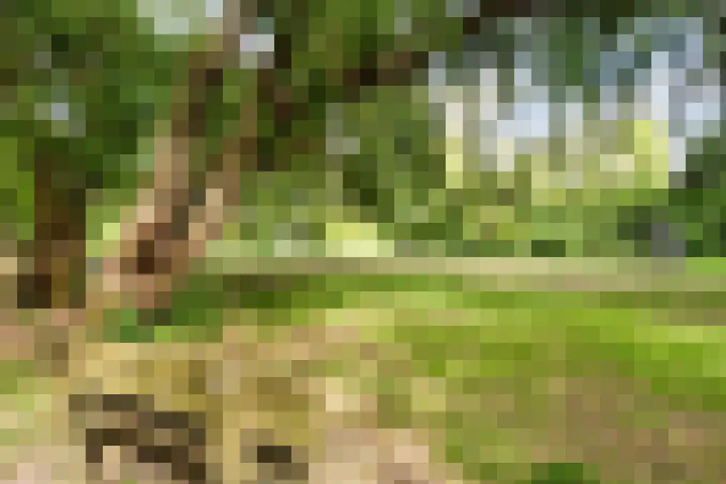 Duivestein 1 Pijnacker thumbnail 42