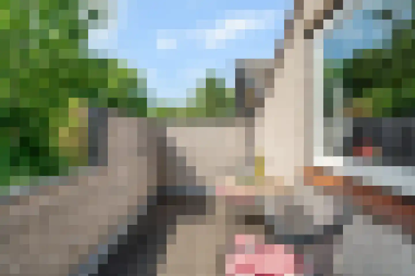 Duivestein 15 Pijnacker thumbnail 20