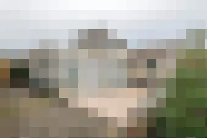 Duizendblad 1 Tiel thumbnail 8