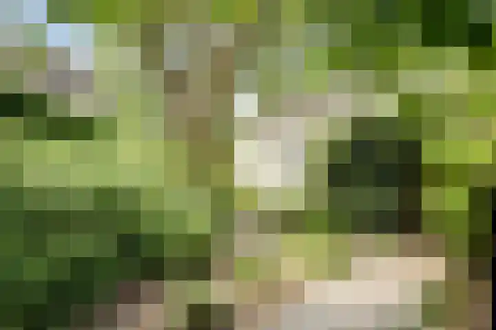 Duizendblad 11 Kapelle thumbnail 40