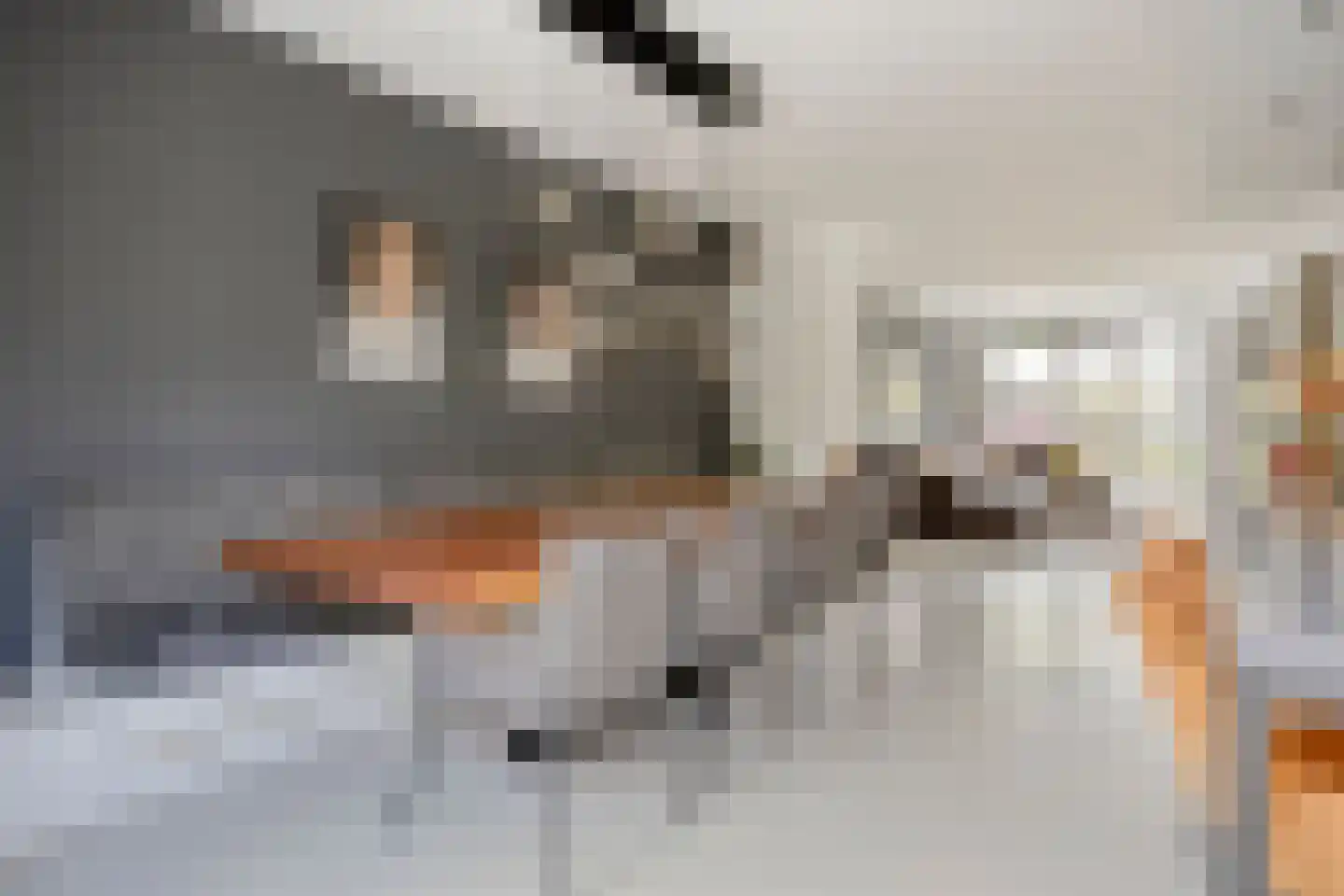 Duizendbladstraat 20 's-Hertogenbosch thumbnail 19