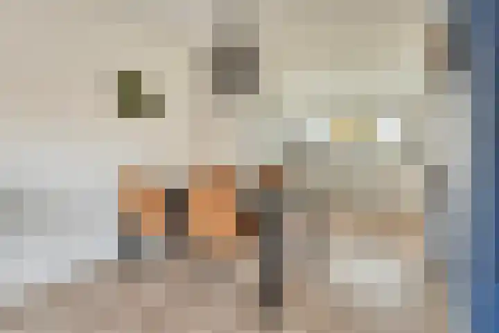 Duizendbladstraat 23 Goes thumbnail 11
