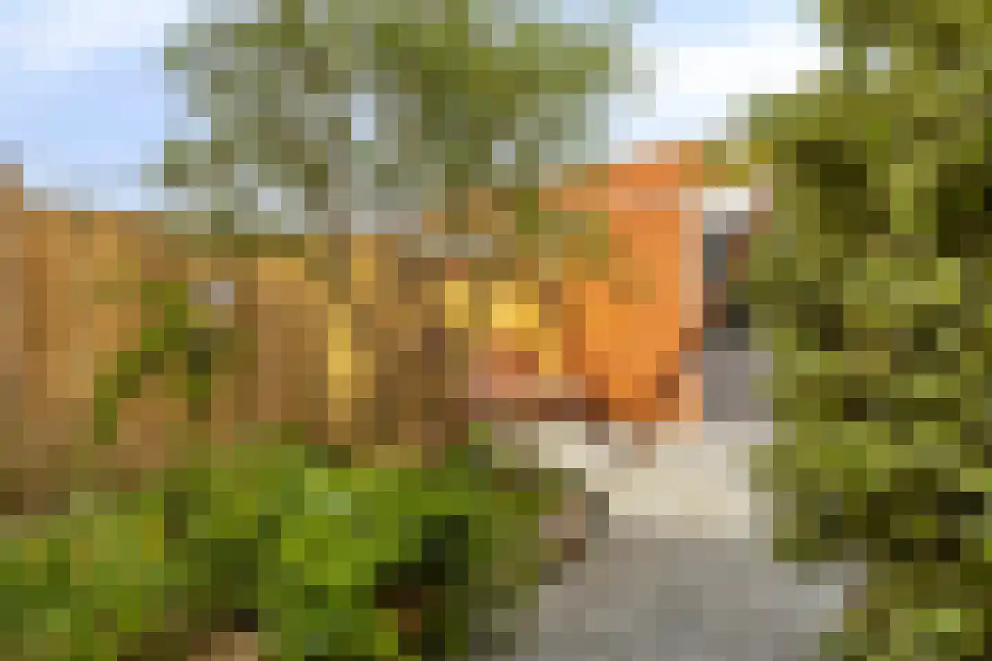Duizendbladstraat 23 Goes thumbnail 36