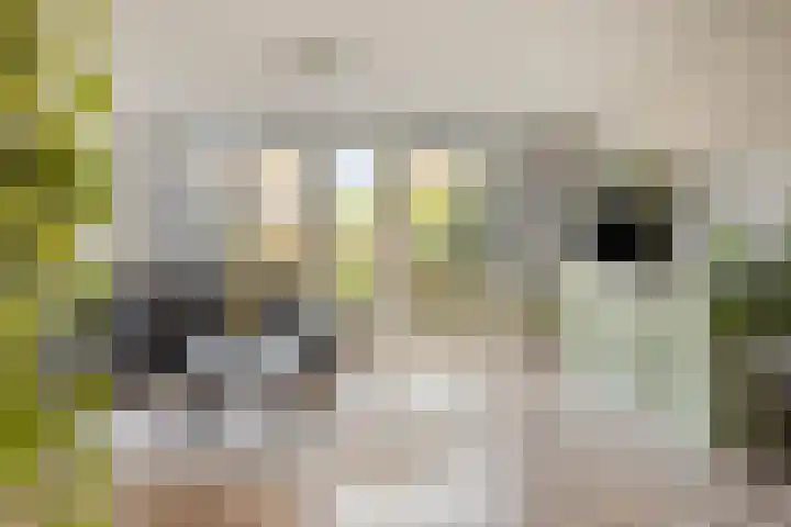 Duizendbladstraat 23 Goes thumbnail 7