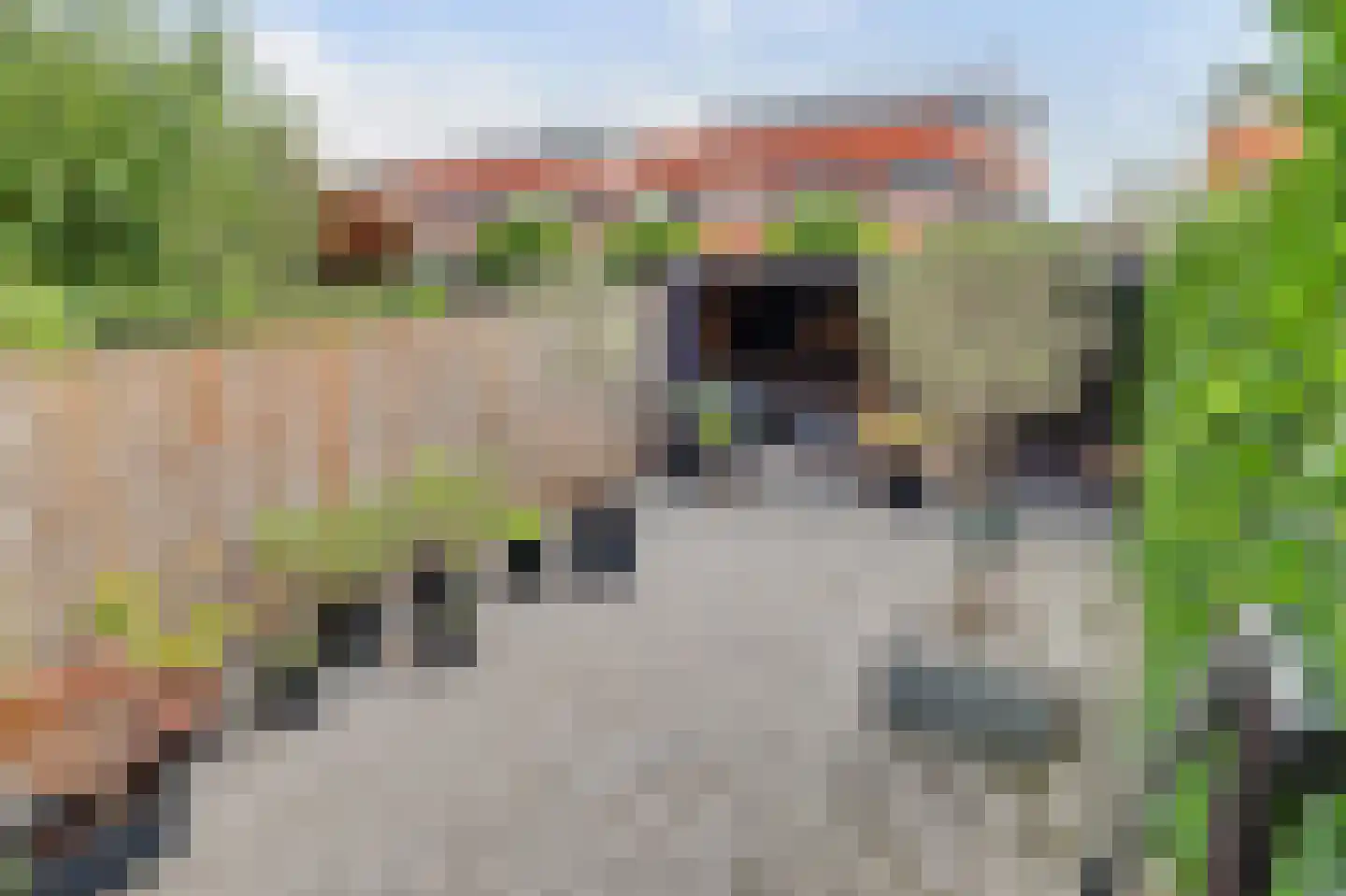 Duizendbladstraat 65 Goes thumbnail 7