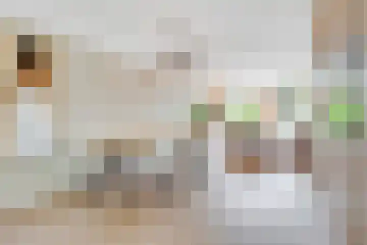 Duizendguldenkruid 39 Amersfoort thumbnail 12
