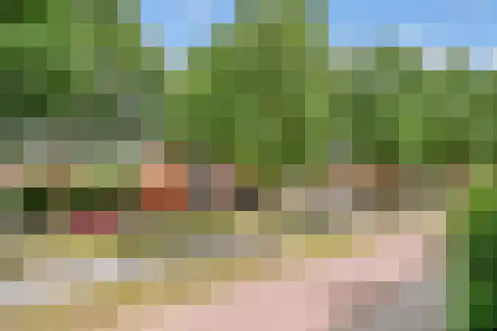 Duizendguldenkruid 39 Amersfoort thumbnail 23