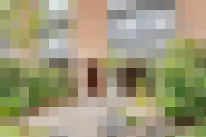 Duizendguldenkruid 39 Amersfoort thumbnail 43