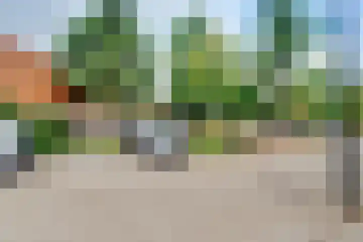 Duizendguldenkruid 39 Amersfoort thumbnail 47