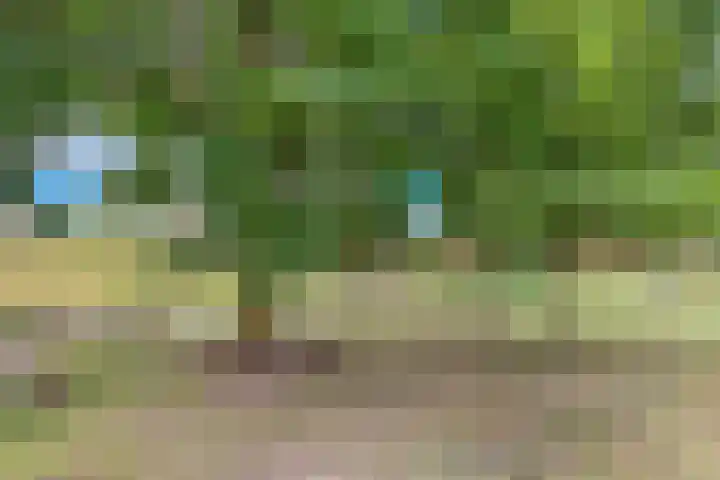 Duizendguldenkruid 39 Amersfoort thumbnail 51