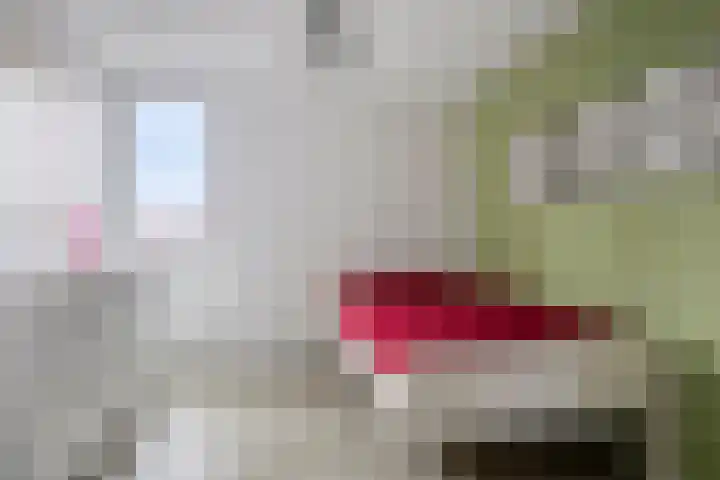Duizendguldenkruid 55 Amersfoort thumbnail 17