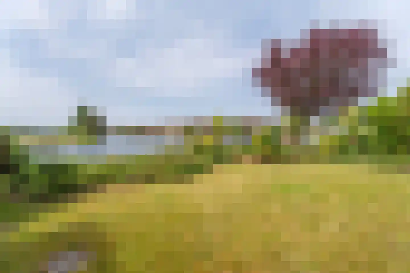 Duizendschoon 29 Rijnsburg thumbnail 30