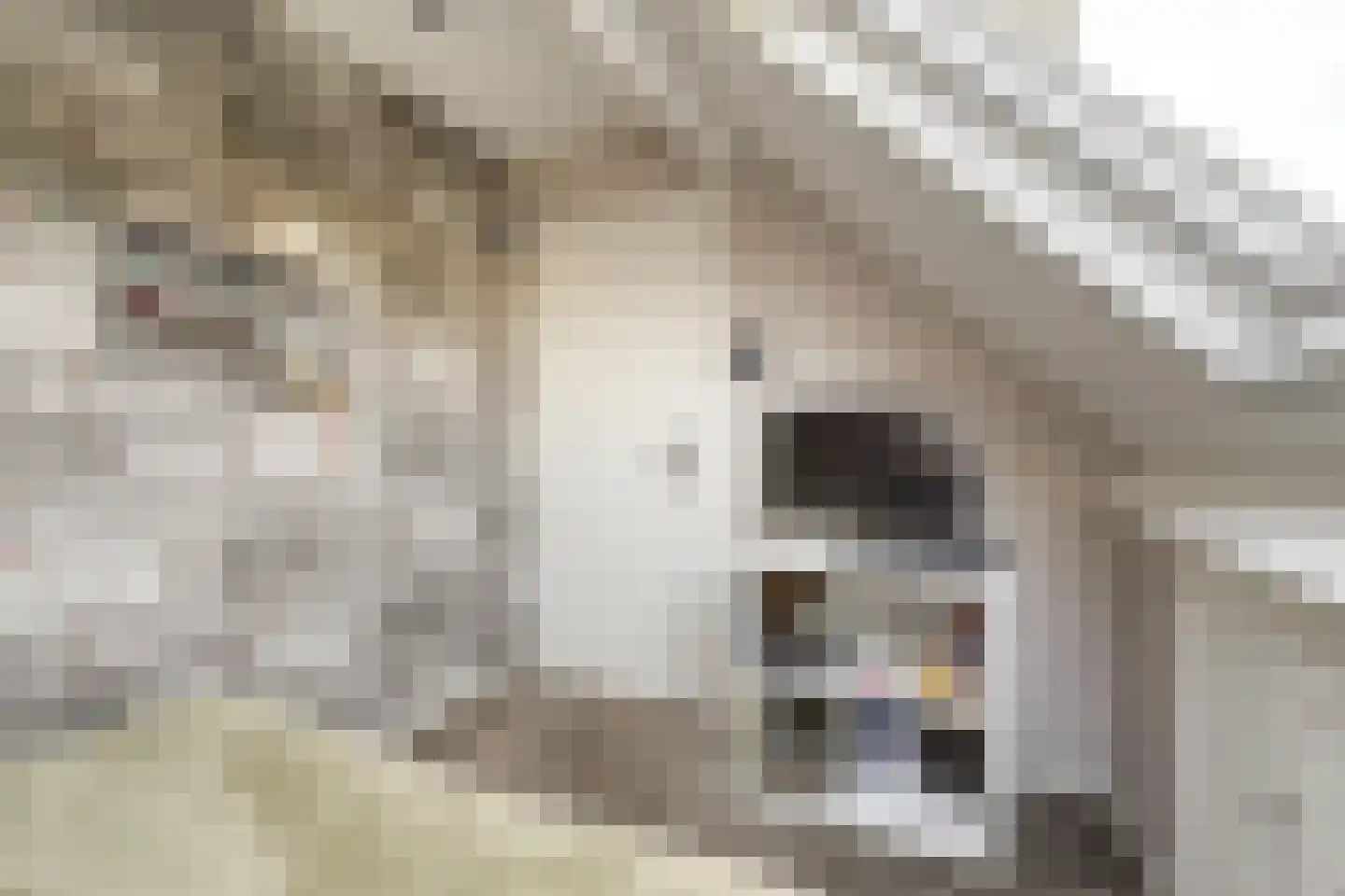 Duizendschoon 49 Rijnsburg thumbnail 38
