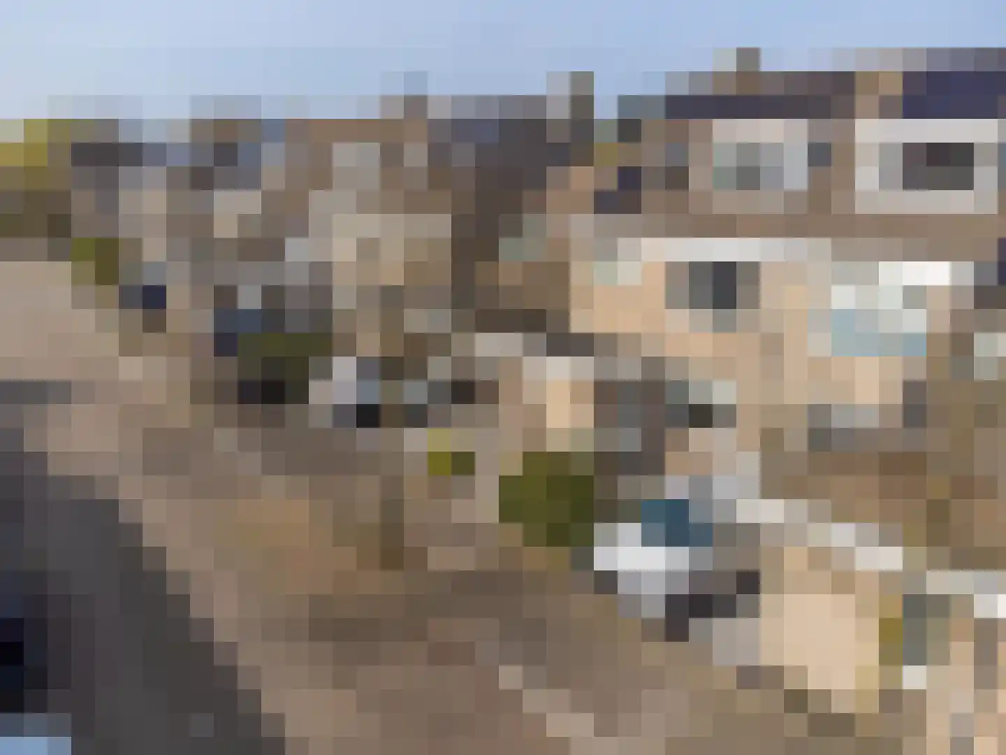 Duizendschoon 49 Rijnsburg thumbnail 50