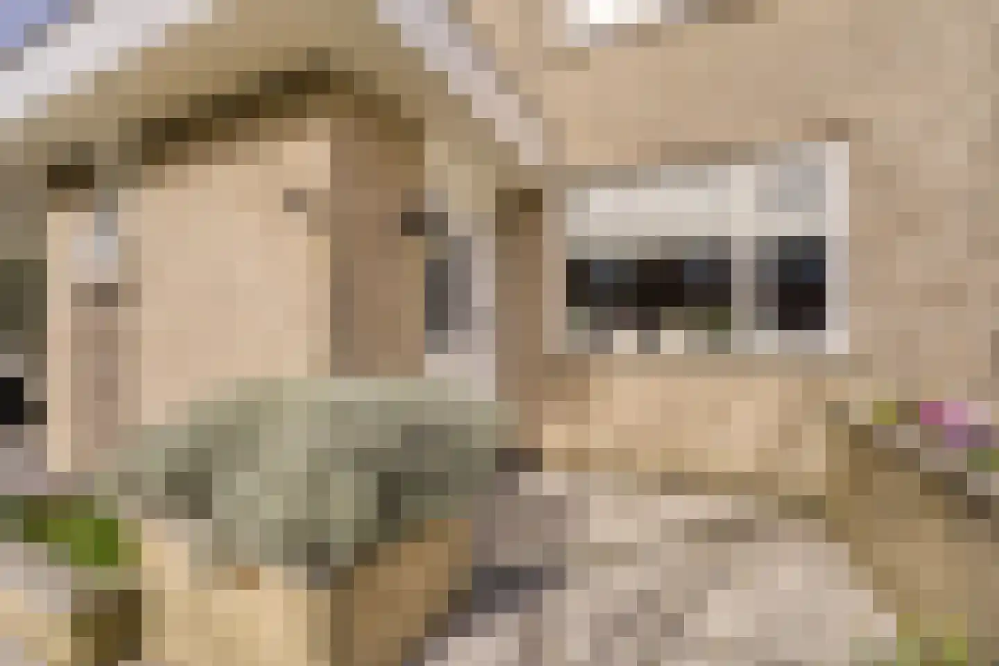Duizendschoon 49 Rijnsburg thumbnail 6