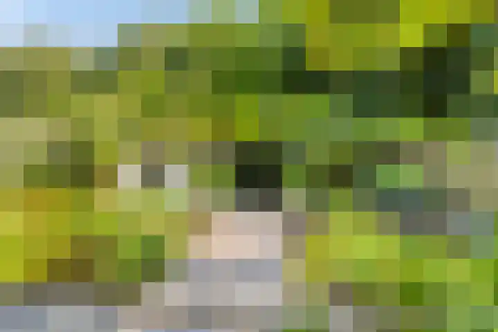 Dukaat 46 Hoorn thumbnail 32