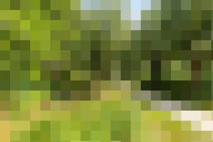 Dukaat 46 Hoorn thumbnail 39