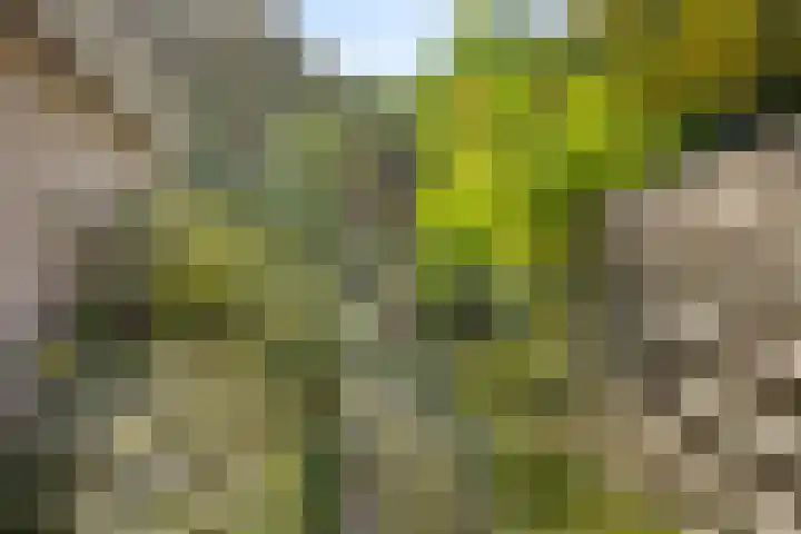 Dukaat 47 Hoorn thumbnail 39
