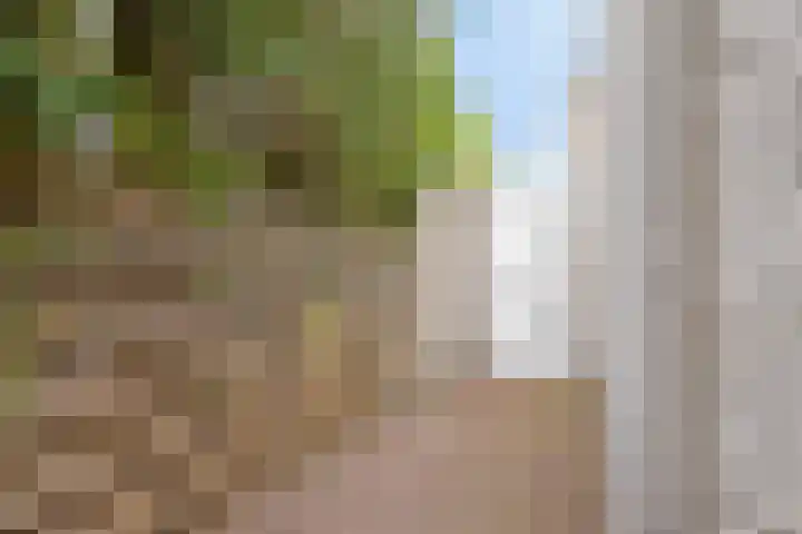Dukaatstraat 18 's-Hertogenbosch thumbnail 23