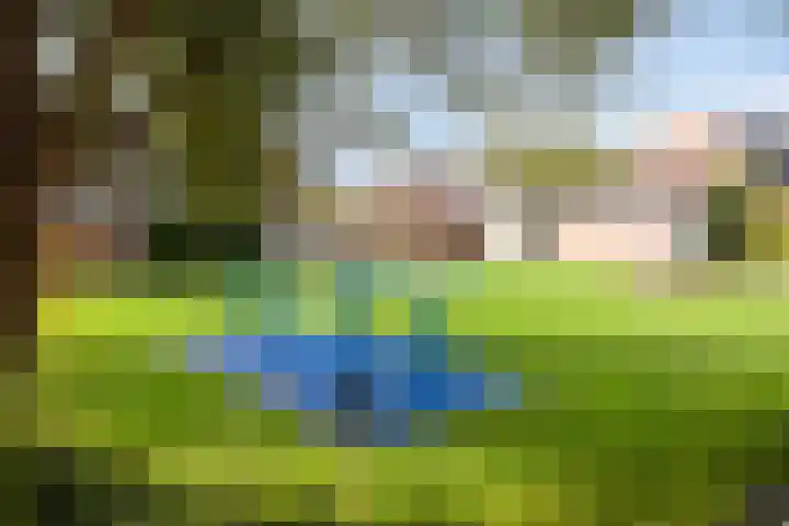 Dukaatvlinder 21 Hellevoetsluis thumbnail 25