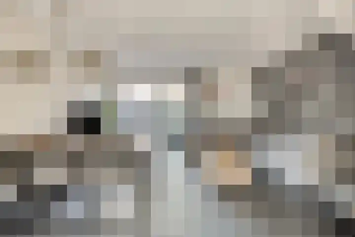 Dukaatvlinder 21 Hellevoetsluis thumbnail 5