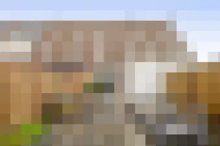 Dukaatvlinder 7 Hellevoetsluis thumbnail 31