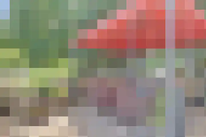 Dukdalf 1 d Wijk bij Duurstede thumbnail 22