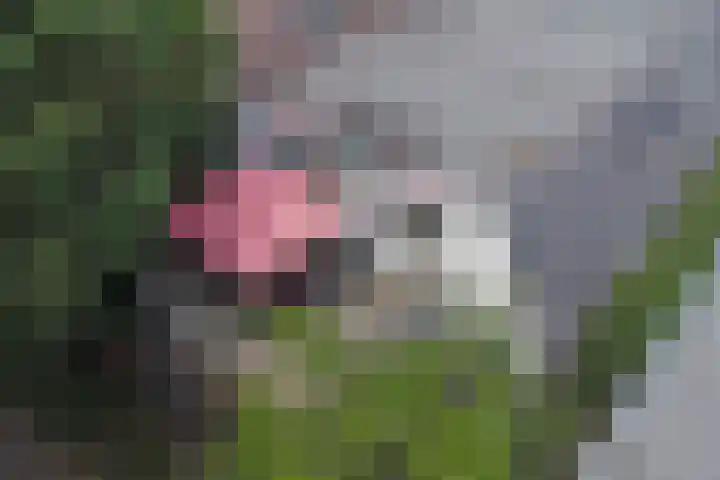 Dukdalf 1 d Wijk bij Duurstede thumbnail 24