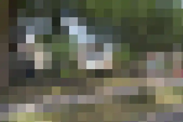 Dukdalf 1 d Wijk bij Duurstede thumbnail 28
