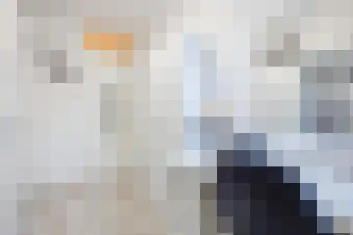 Dukdalf 10 Hellevoetsluis thumbnail 18