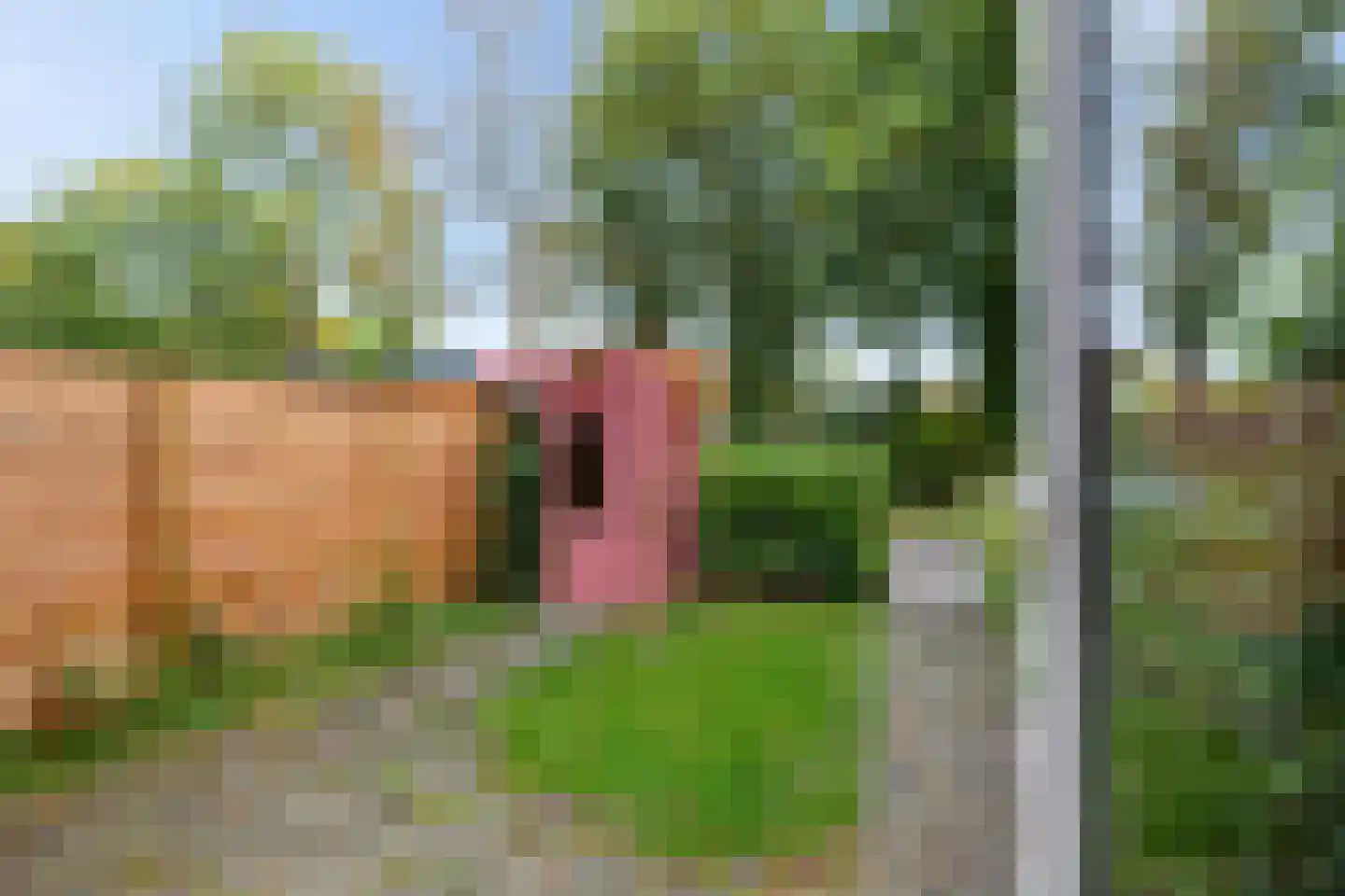 Dukdalf 154 Groningen thumbnail 15