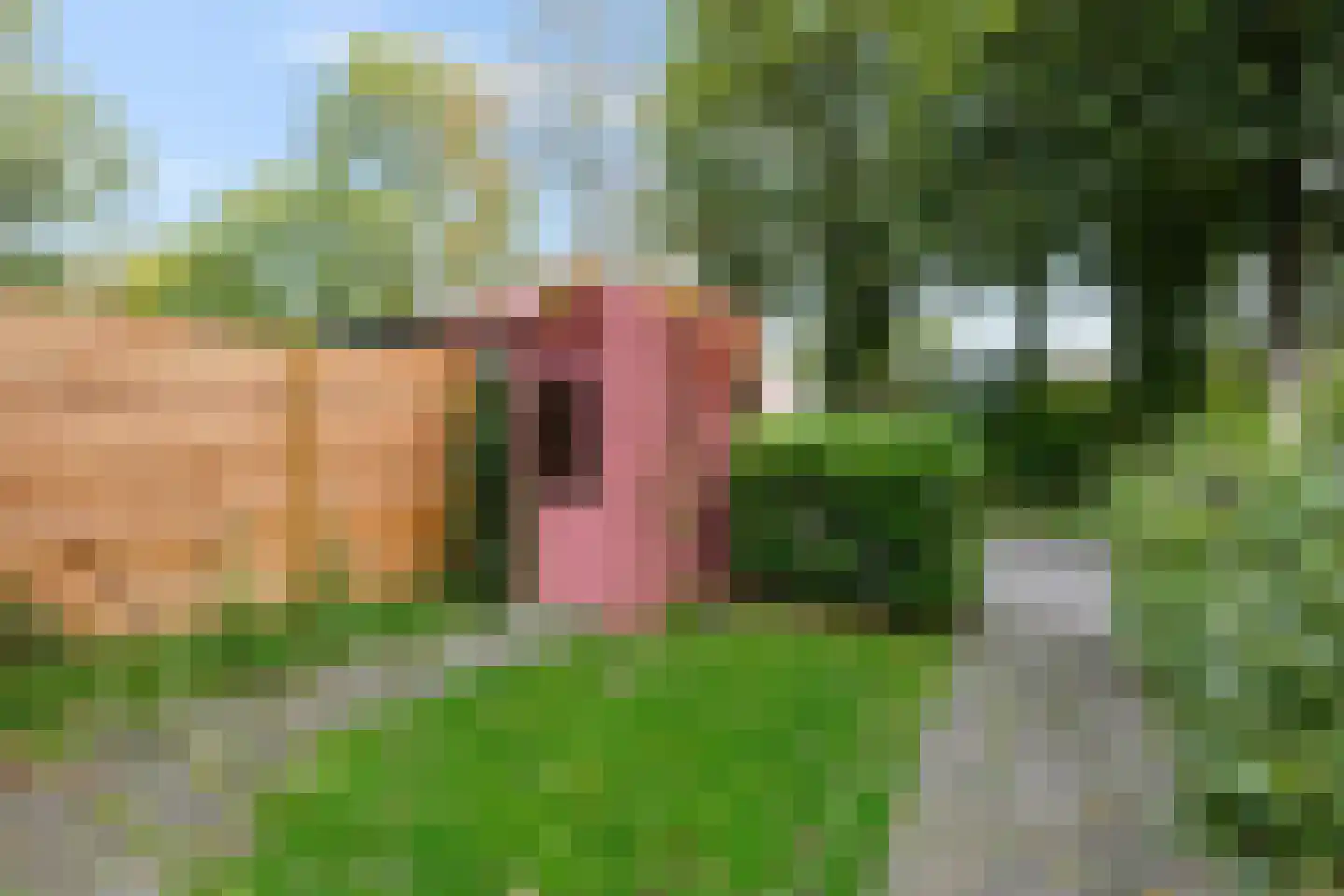 Dukdalf 154 Groningen thumbnail 16