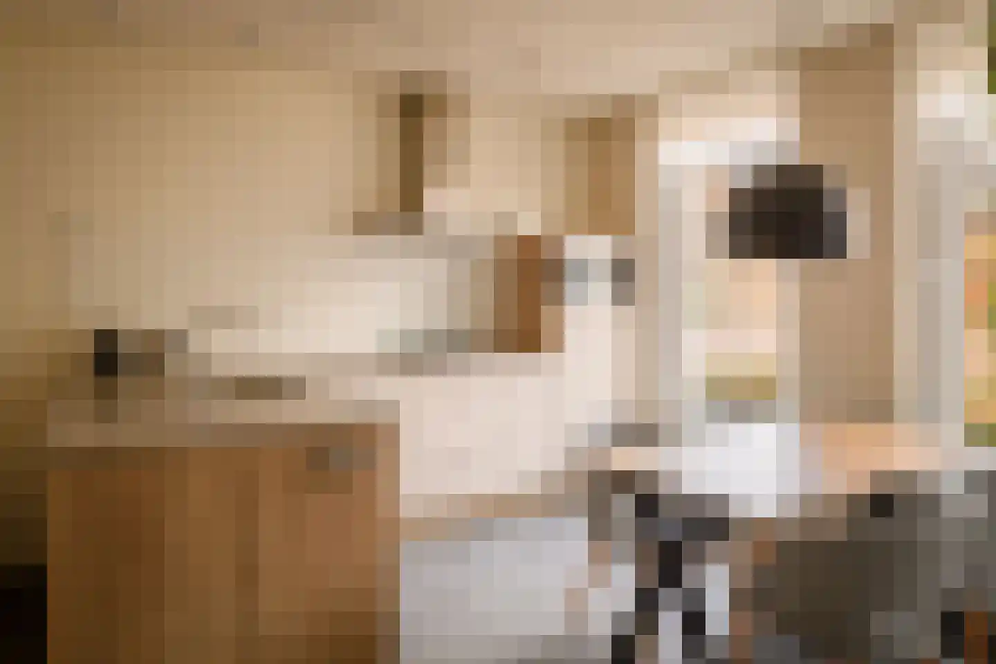 Dukdalf 21 Maastricht thumbnail 5