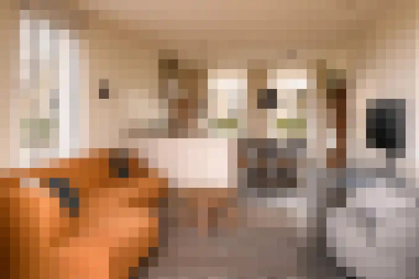 Dukdalf 21 Maastricht thumbnail 6