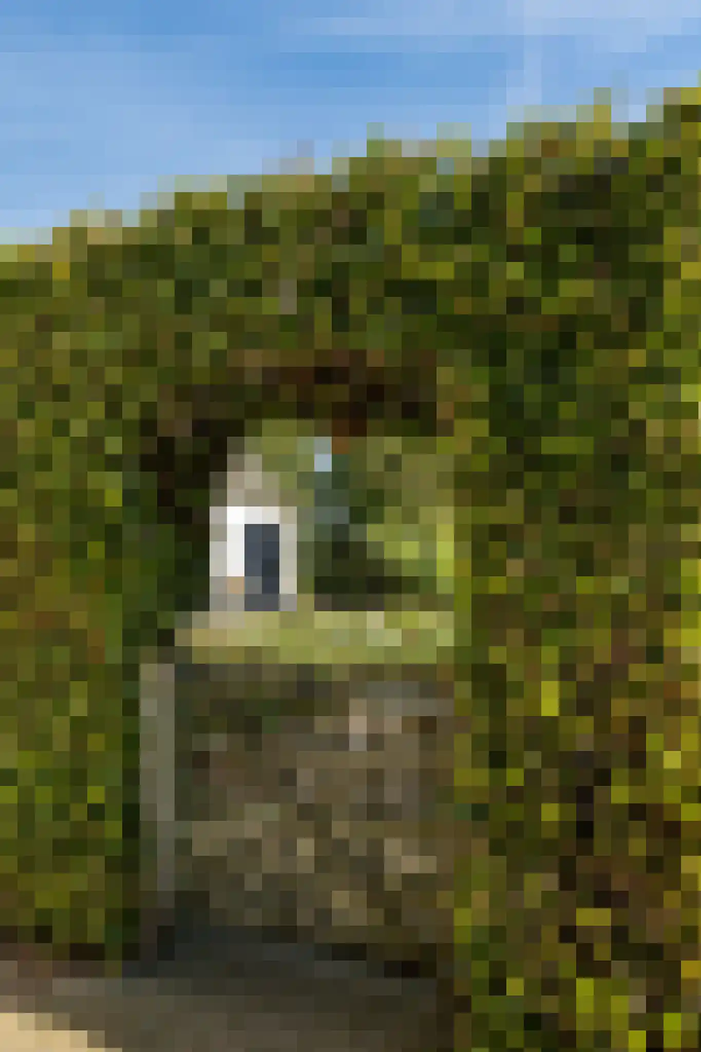 Dukenburg 1 Groesbeek thumbnail 58