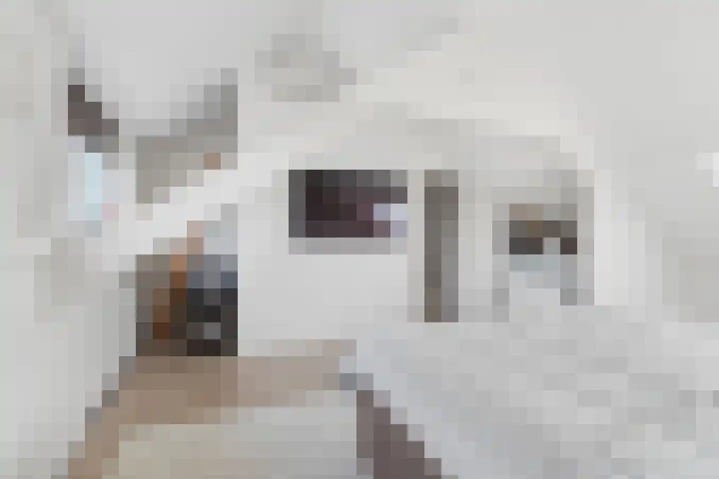 Dullert 99 Huissen thumbnail 36